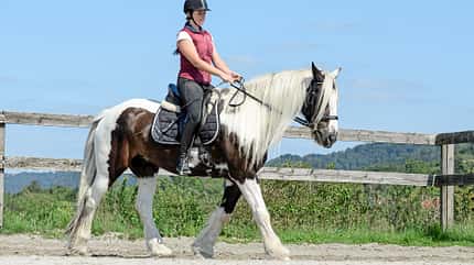 CAVALLO Titelthema volle Konzentration Titelthema volle Konzentration