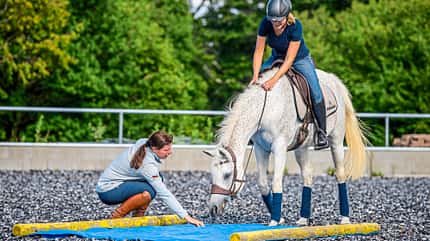 CAVALLO Working Equitation Working Equitation