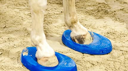 CAVALLO Fit mit Obst Teil 6 Fit mit Obst Teil 6