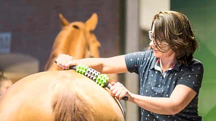 CAVALLO Fit mit Obst Teil 6 Fit mit Obst Teil 6