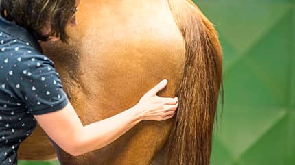 CAVALLO Fit mit Obst Teil 6 Fit mit Obst Teil 6