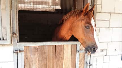 CAVALLO Reitschultest Leipzig Reitschultest Leipzig