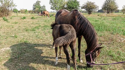 CAVALLO Reitschultest Leipzig Reitschultest Leipzig