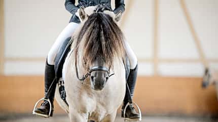 CAVALLO Fjordi Cup Fjordi Cup