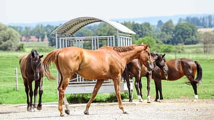 CAVALLO Von der Rennbahn in den Busch „Duke of Anzing“ Von der Rennbahn in den Busch „Duke of Anzing“