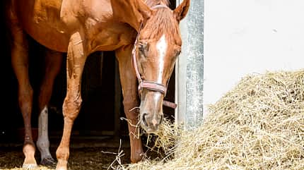 CAVALLO Von der Rennbahn in den Busch „Duke of Anzing“ Von der Rennbahn in den Busch „Duke of Anzing“