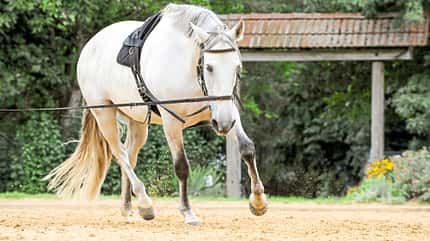 CAVALLO Coach CAVALLO Coach
