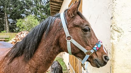 Reitschultest Reitschultest