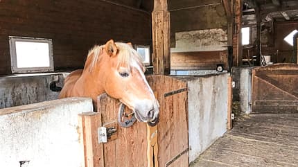 Reitschultest Reitschultest