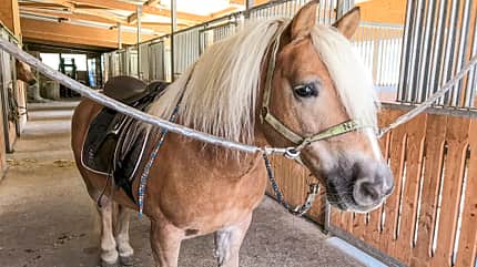 Reitschultest Reitschultest