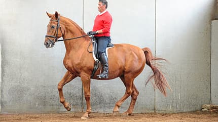 Cavallo Hautnah - Laussegger Cavallo Hautnah - Laussegger