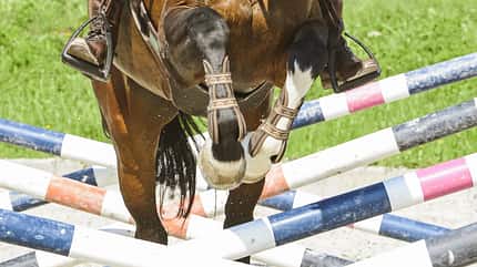 Training, Springen, Cavaletti Sprung über Cavaletti