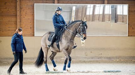 Training Pferd in Reithalle bei der Cavaletti-Arbeit