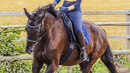 Training Training mit einem Pferd auf einem Reitplatz draußen