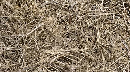 agriculture,backdrop,backgrounds,brown,cereal,close-up,corn,crop,dry,effect,farm,field,frame,garbage,gold,golden,grass,hard,hay,hayrick,haystack,herb,light,macro,meadow,nature,nobody,outdoors,pasture,pattern,plant,rural,rye,spotted,stack,straw,structure,summer,texture,textured,wheat,yellow Heu