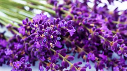 lavender,lavandula,flower,blossom,bloom,blooming,season,summer,nature,plant,herb,herbal,cure,natural,remedies,fragrance,smell,odors,fragrant,aroma,aromatic,products,medicine,medizin,spices,provence,spa,wellness,perfume,essence,therapie,aromatherapy,vegetation,botanical,flora Lavendel