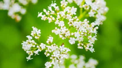 valerian,valeriana,plant,officinalis,white,flower,herb,flora,background,blossom,medicinal,nature,meadow,herbal,leaf,summer,wild,garden,green,wildflower,blooming,flowers,closeup,floral,wildlife,sedative,medicine,bloom,health,park,botany,botanical,valerianaceae,gloucestershire,calm,insect,hexapod,macro,blur,blurred,green Baldrian