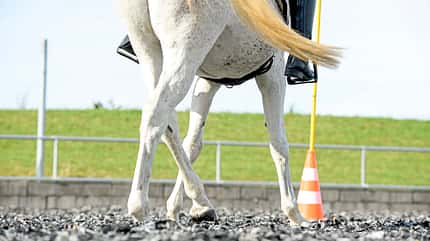 Working Equitation Working Equitation