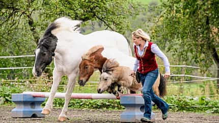 Cavallo hautnah - Supertalente Cavallo hautnah - Supertalente