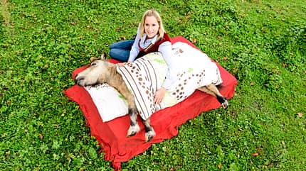 Cavallo hautnah - Supertalente Cavallo hautnah - Supertalente