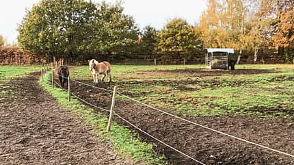 Reitschulttest Diepholz Reitschulttest Diepholz