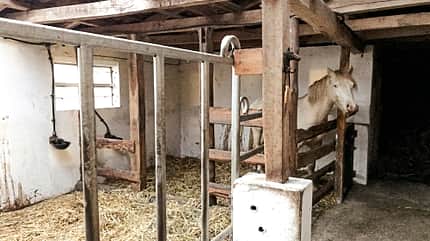 Reitschulttest Diepholz Reitschulttest Diepholz