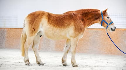 Haflinger am Halfter, Reithalle Haflinger Pferd in Reithalle