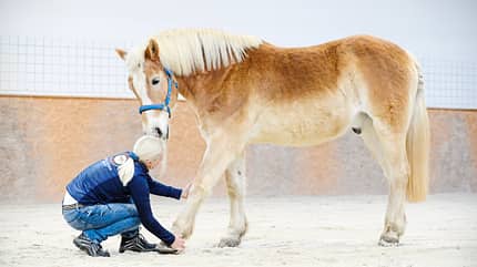 Haflinger in Reithalle mit Übung nach der Masterson-Methode Haflinger in Reithalle mit Übung nach der Masterson-Methode