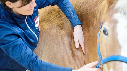 Haflinger mit Berührung an Schulter nach Masterson-Methode Haflinger mit Berührung an Schulter nach Masterson-Methode