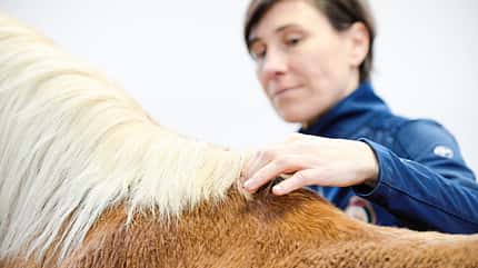 Haflinger mit Übung nach der Masterson-Methode Haflinger mit Übung nach der Masterson-Methode