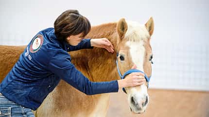 Haflinger mit Übung nach Masterson-Methode Haflinger mit Übung nach Masterson-Methode