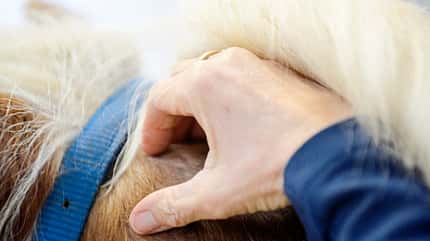 Haflinger wird am Nacken berührt Haflinger wird am Nacken berührt