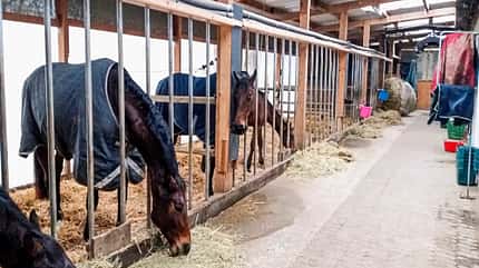 Reitschultest Reitschultest