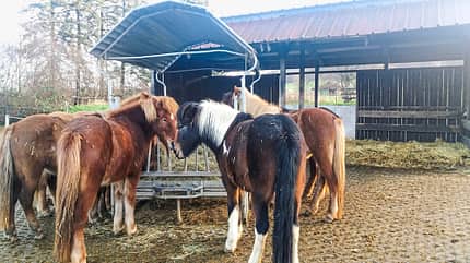 Reitschultest Reitschultest