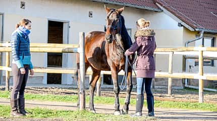 Cavallo Coach Cavallo Coach