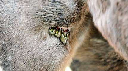 Cavallo hautnah Cavallo hautnah