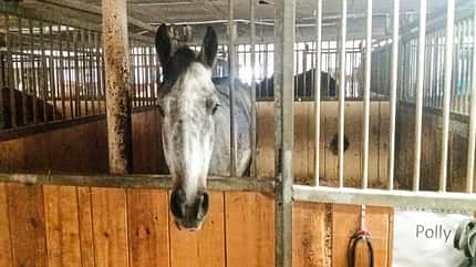 Reitschultest Reitschultest