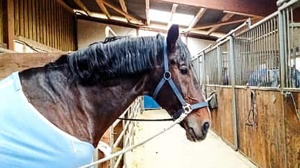 Reitschultest Reitschultest