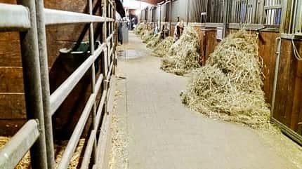 Reitschultest Reitschultest