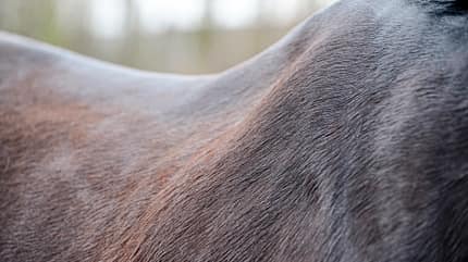 Cavallo Coach Cavallo Coach