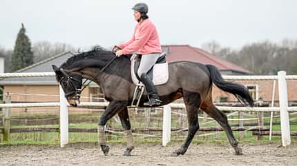 Cavallo Coach Cavallo Coach