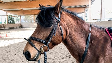 Reitschultest - Schönbach Reitschultest - Schönbach