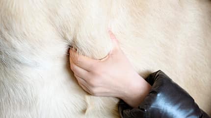 Muskeltypen