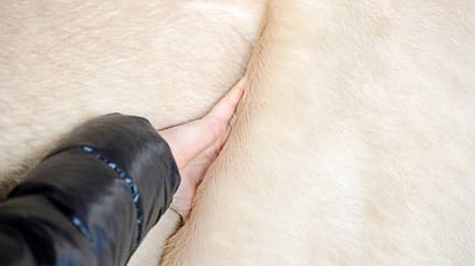 Muskeltypen