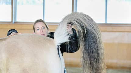 Muskeltypen