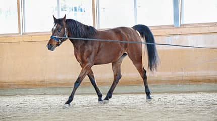Muskeltypen
