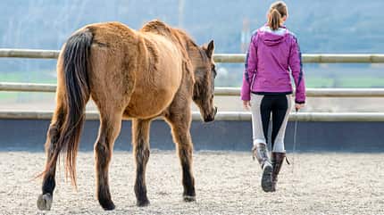 CAVALLO Wen Pferde wollen Wen Pferde wollen