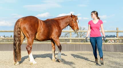 CAVALLO Wen Pferde wollen Wen Pferde wollen