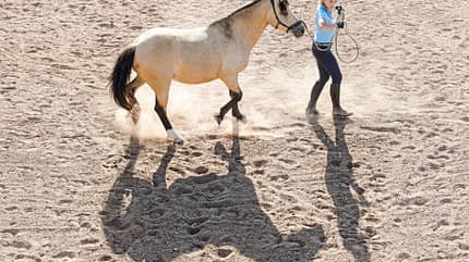 CAVALLO Grenzen setzen Grenzen setzen