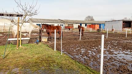 CAVALLO Reitschultest Magdeburg Reitschultest Magdeburg